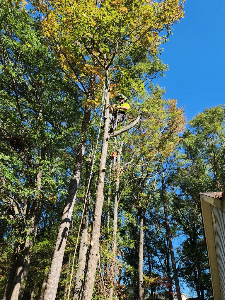 Arborist
