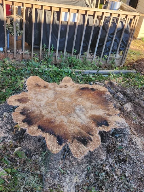 Gene’s Stump Grinding, LLC Anderson, SC Gallery Photo 15