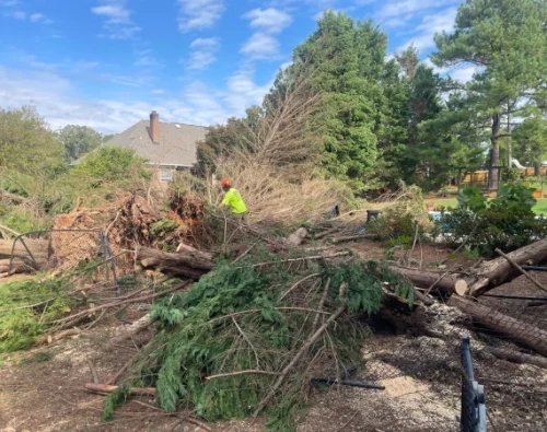 Tree Removal