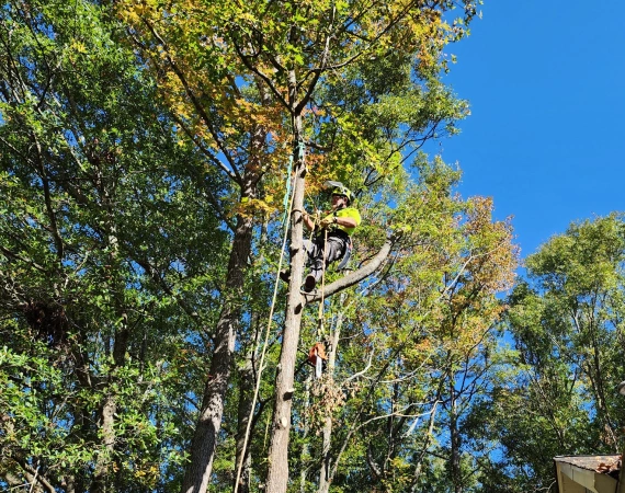 Tree Trimming & Pruning